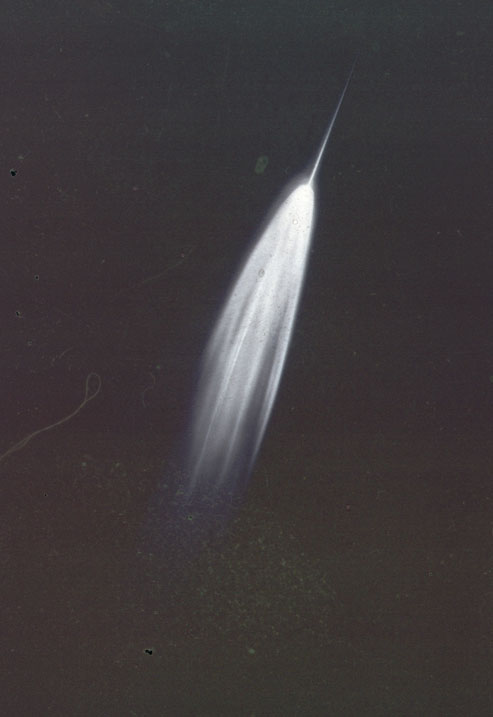 Comet Arend-Roland, 1957