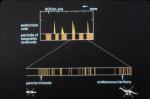 Magnetic Reversals And Extinctions