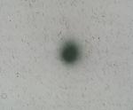 Negative Photograph Of Austin's Comet