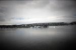 ant176 (Untitled)
