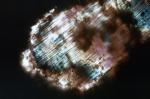 z759 (Untitled)